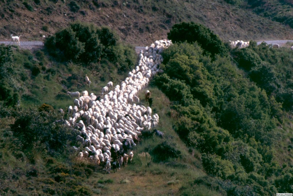 V.Ovejas Trashumancia_2547_Larrion y Pimoulier