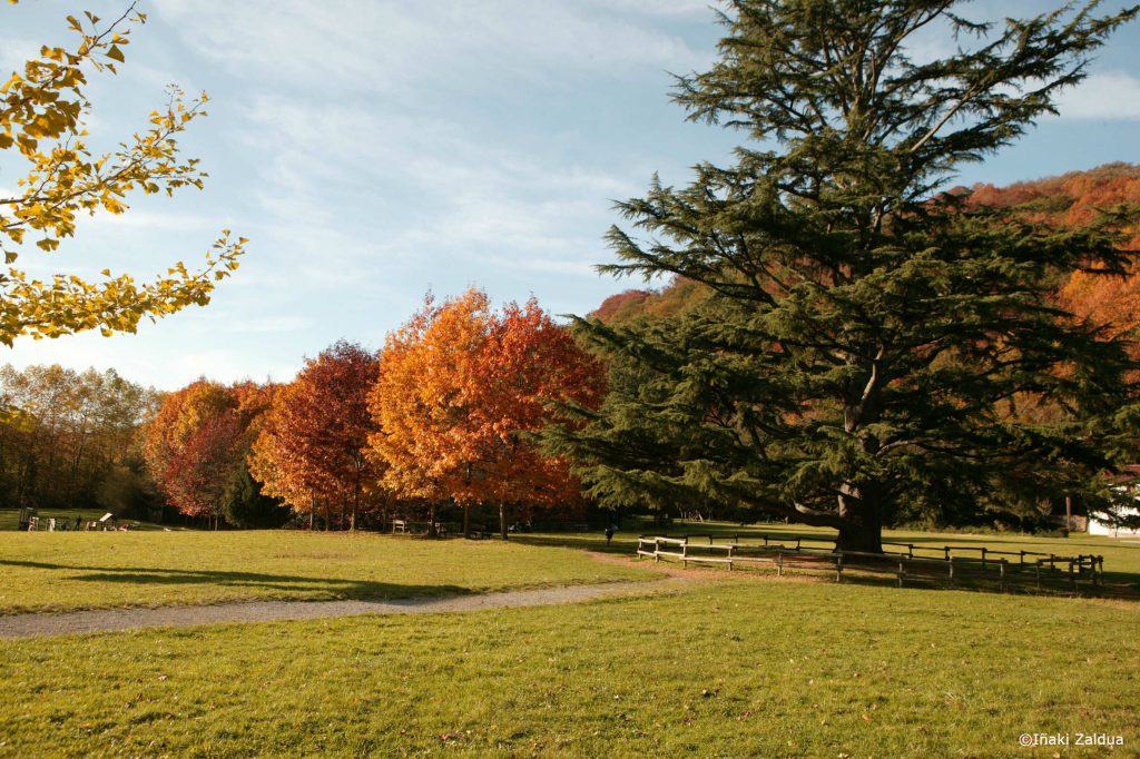 Bertiz (Oieregi) arboles_6527_Iñaki Zaldua